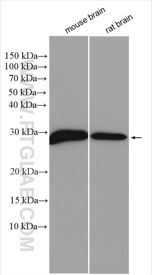 Western Blot (WB) analysis of various lysates using SYNGR1 Polyclonal antibody (29734-1-AP)
