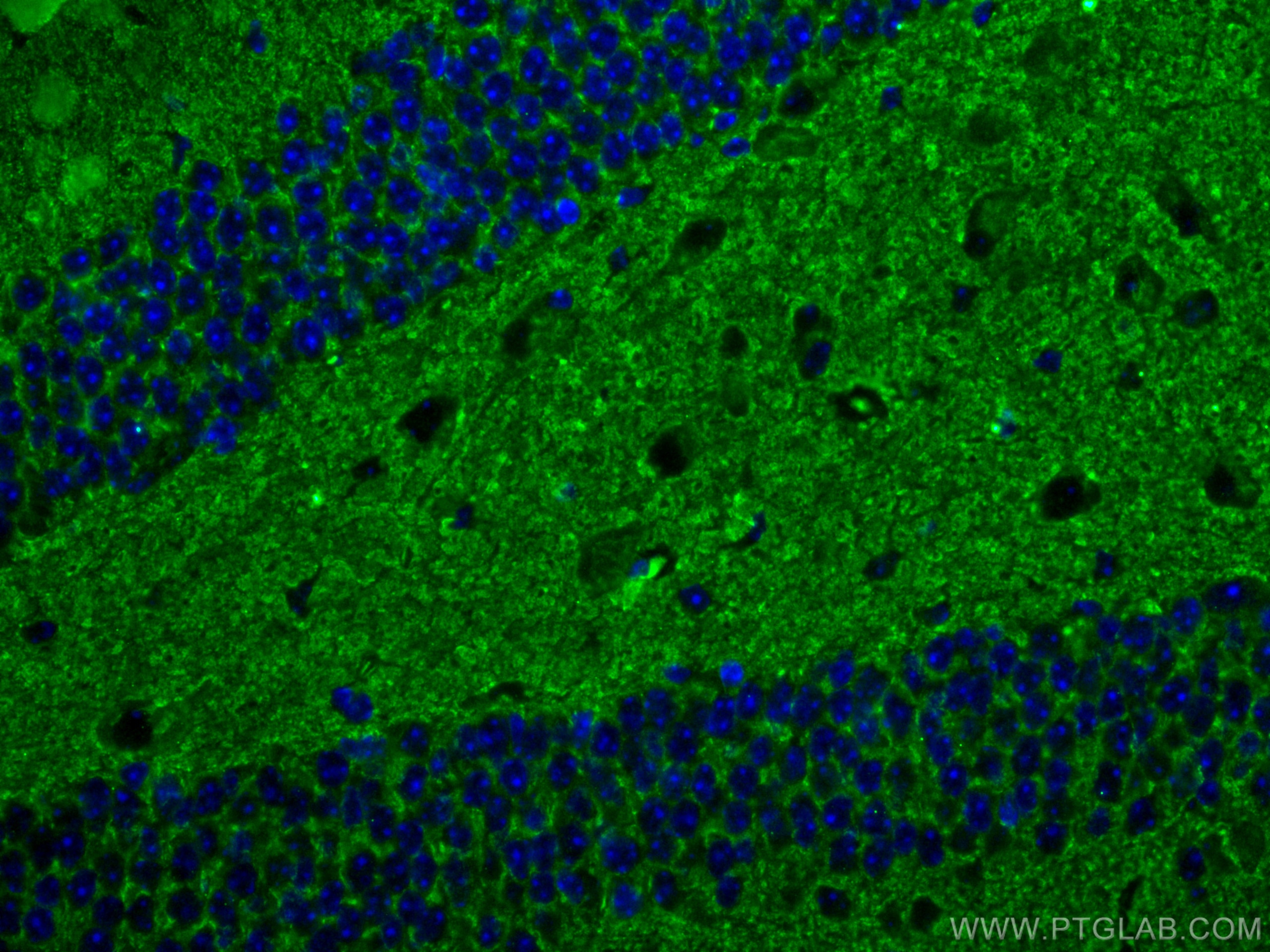 Immunofluorescence (IF) / fluorescent staining of mouse brain tissue using Synaptophysin Monoclonal antibody (67864-1-Ig)