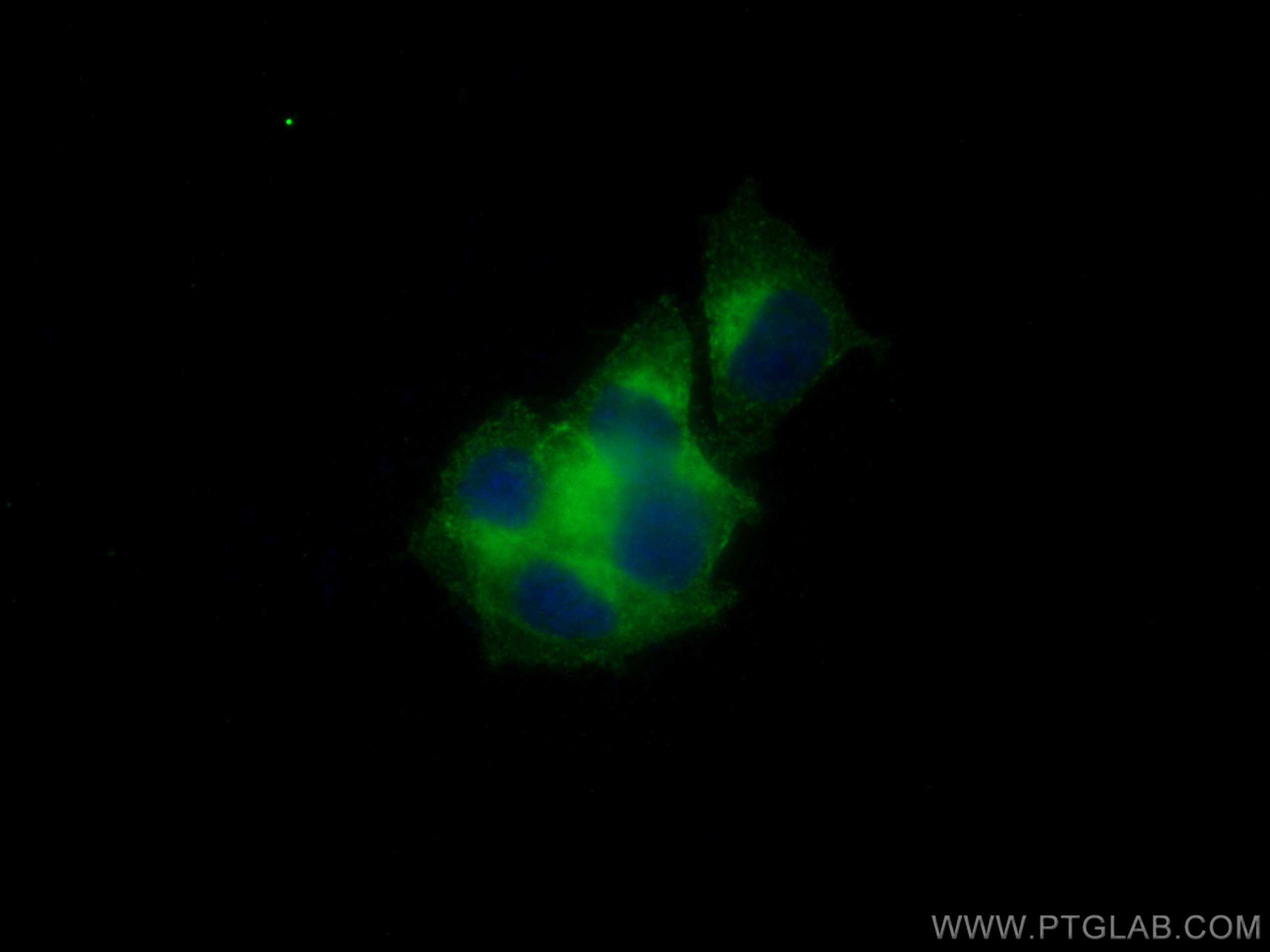 Immunofluorescence (IF) / fluorescent staining of PC-12 cells using Synaptophysin Monoclonal antibody (67864-1-Ig)