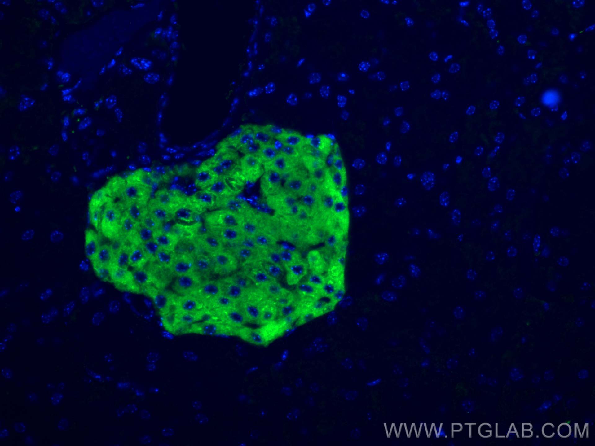 Immunofluorescence (IF) / fluorescent staining of mouse pancreas tissue using Synaptophysin Monoclonal antibody (67864-1-Ig)