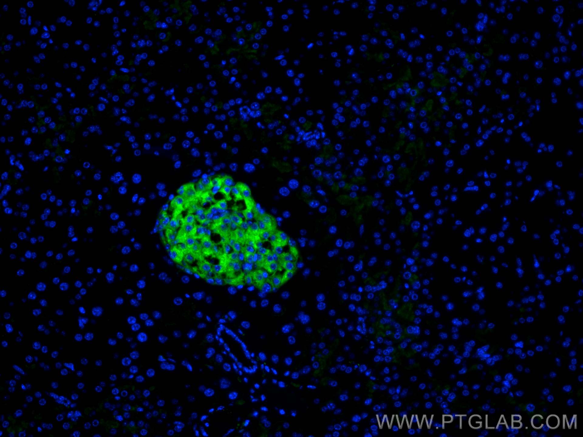 Immunofluorescence (IF) / fluorescent staining of mouse pancreas tissue using Synaptophysin Monoclonal antibody (67864-1-Ig)