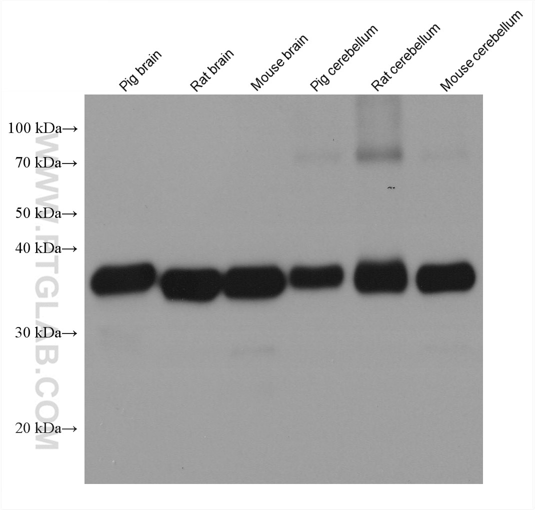 Western Blot (WB) analysis of various lysates using Synaptophysin Monoclonal antibody (67864-1-Ig)