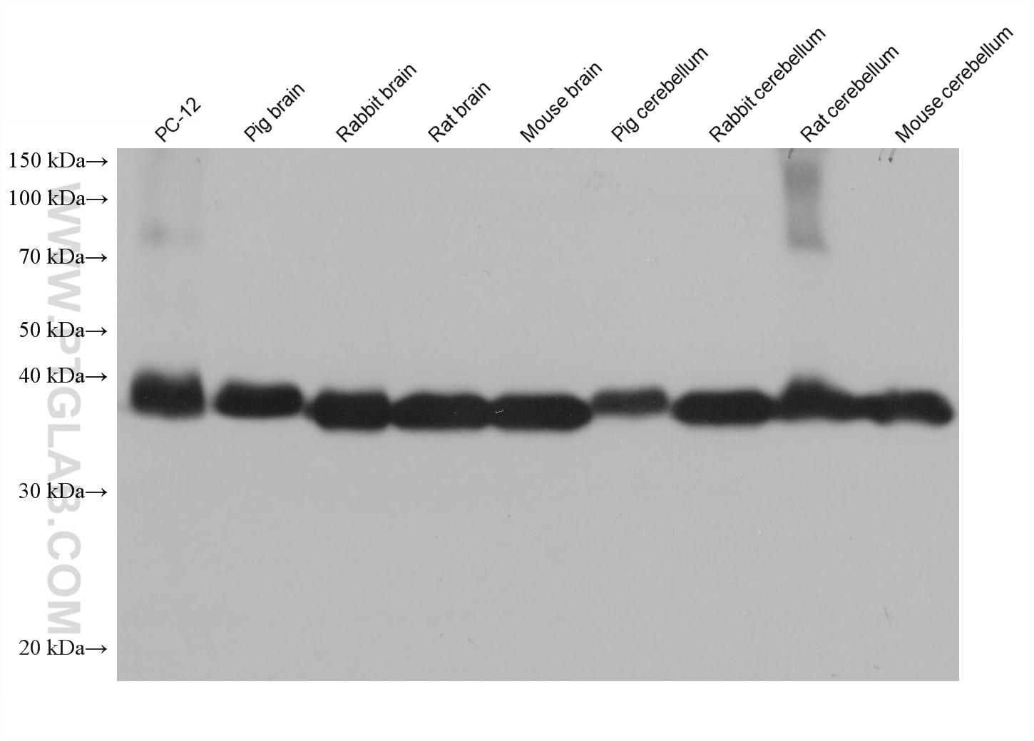 Western Blot (WB) analysis of various lysates using Synaptophysin Monoclonal antibody (67864-1-Ig)