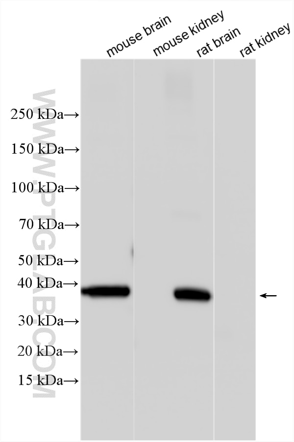 Western Blot (WB) analysis of various lysates using Synaptophysin Monoclonal antibody (67864-1-Ig)