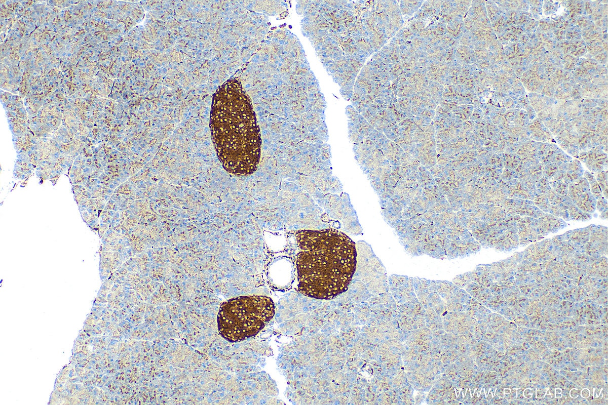 Immunohistochemistry (IHC) staining of mouse pancreas tissue using Synaptophysin Recombinant antibody (82900-1-RR)