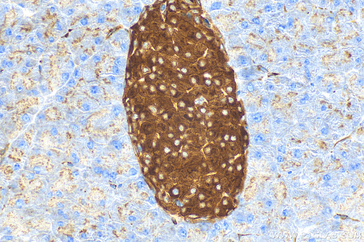 Immunohistochemistry (IHC) staining of mouse pancreas tissue using Synaptophysin Recombinant antibody (82900-1-RR)