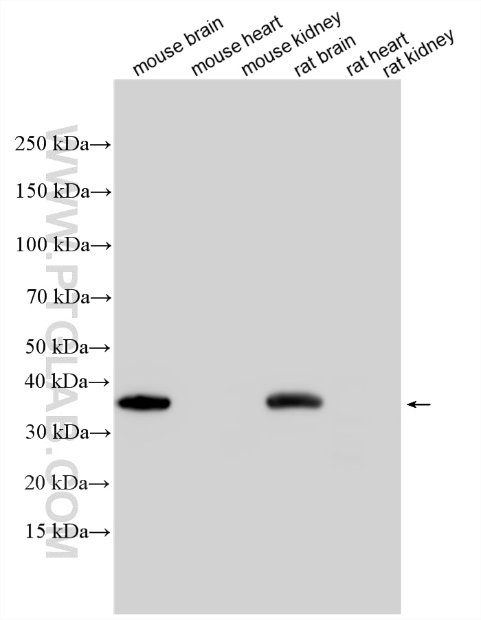 Western Blot (WB) analysis of various lysates using Synaptophysin Recombinant monoclonal antibody (82900-1-RR)