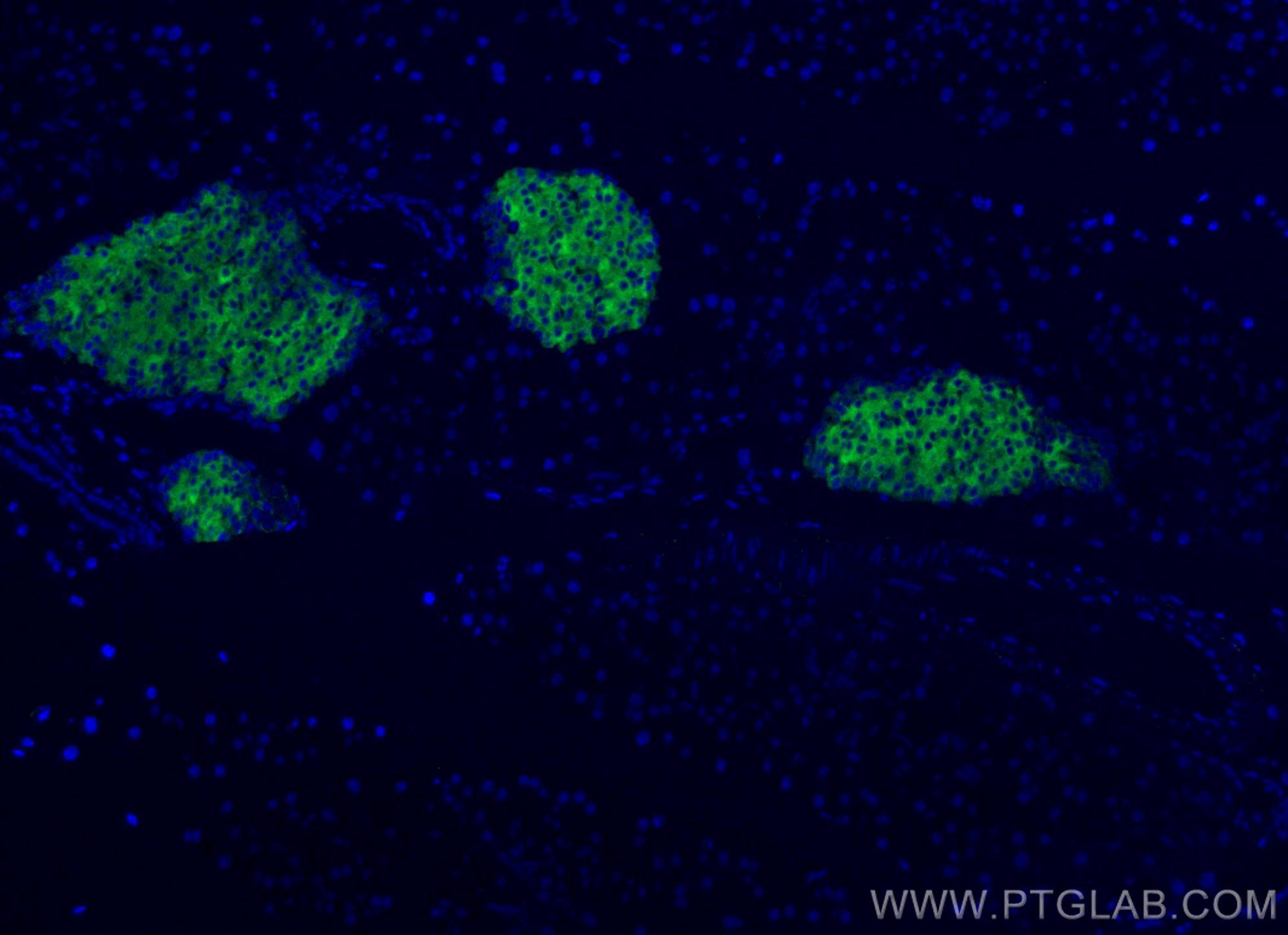 Immunofluorescence (IF) / fluorescent staining of mouse pancreas tissue using CoraLite® Plus 488-conjugated Synaptophysin Polycl (CL488-17785)