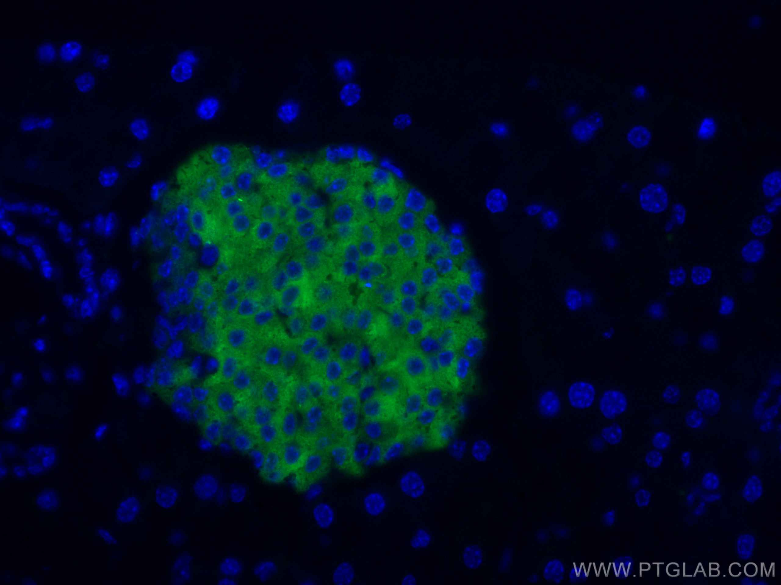 Immunofluorescence (IF) / fluorescent staining of mouse pancreas tissue using CoraLite® Plus 488-conjugated Synaptophysin Polycl (CL488-17785)