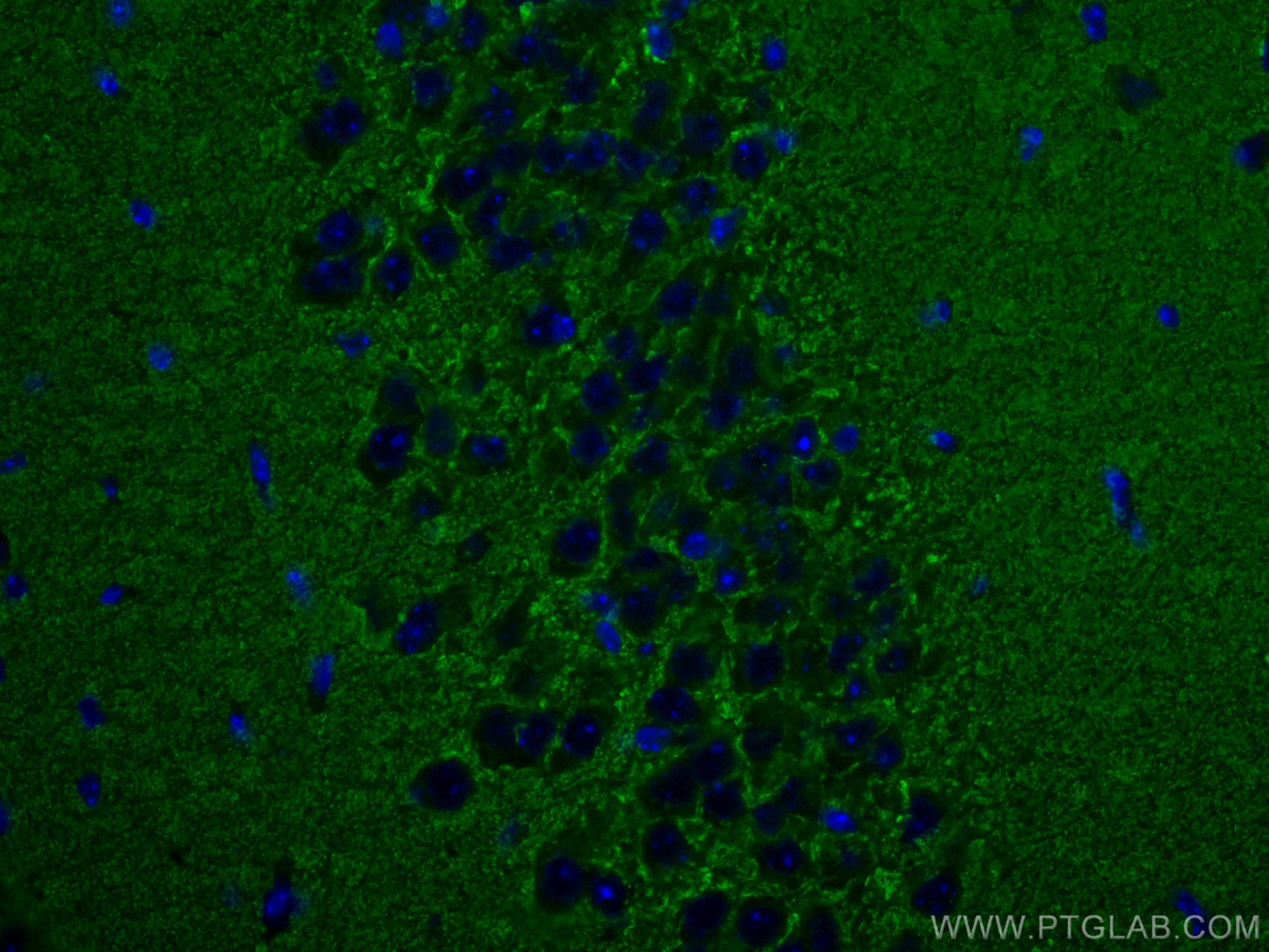 Immunofluorescence (IF) / fluorescent staining of mouse brain tissue using CoraLite® Plus 488-conjugated Synaptophysin Polycl (CL488-17785)