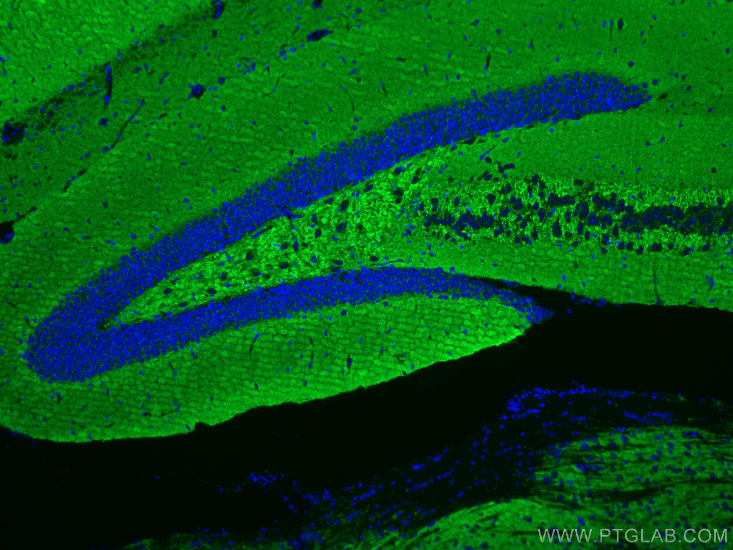 Immunofluorescence (IF) / fluorescent staining of mouse brain tissue using CoraLite® Plus 488-conjugated Synaptophysin Monocl (CL488-67864)