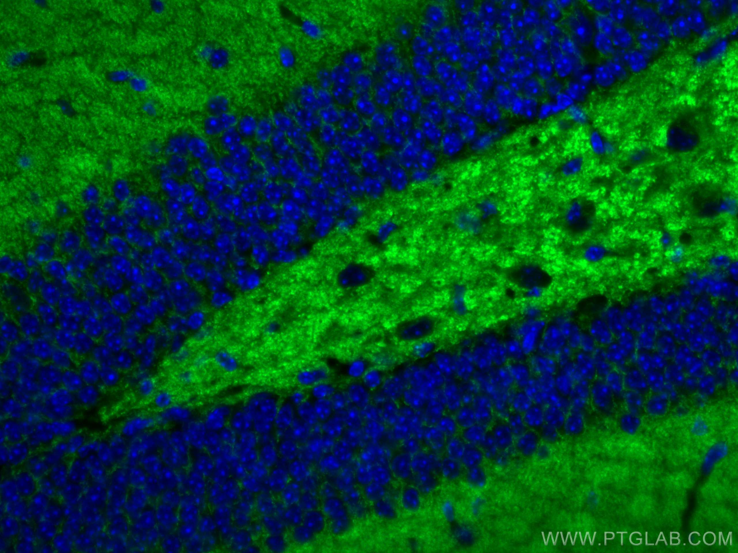 Immunofluorescence (IF) / fluorescent staining of mouse brain tissue using CoraLite® Plus 488-conjugated Synaptophysin Monocl (CL488-67864)