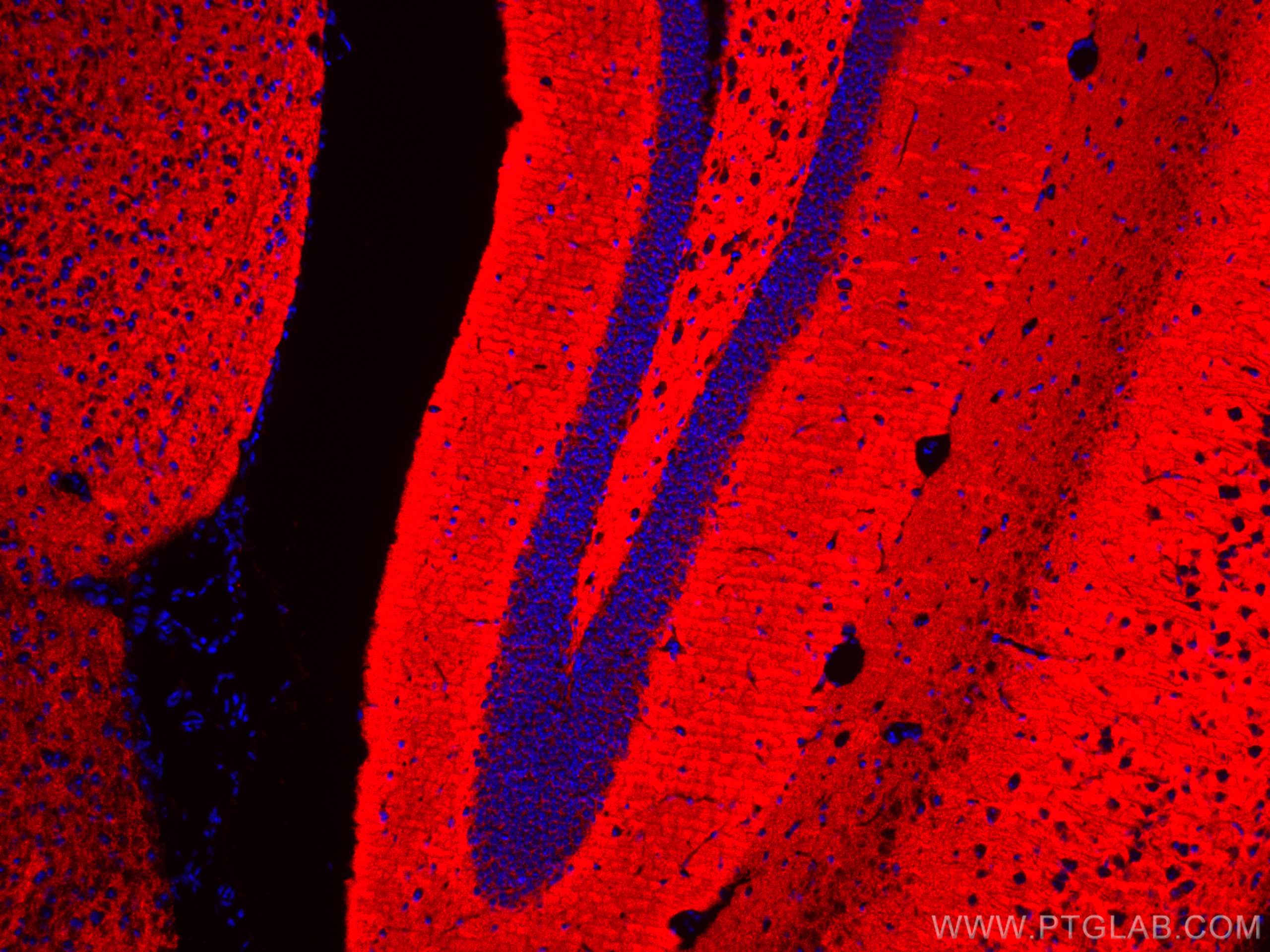 Immunofluorescence (IF) / fluorescent staining of mouse brain tissue using CoraLite®594-conjugated Synaptophysin Monoclonal a (CL594-67864)