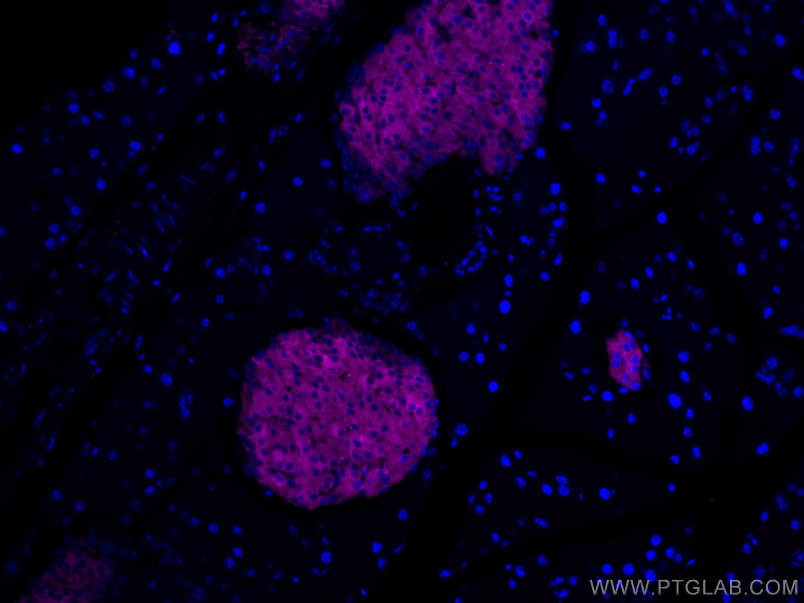 Immunofluorescence (IF) / fluorescent staining of mouse pancreas tissue using CoraLite® Plus 647-conjugated Synaptophysin Polycl (CL647-17785)