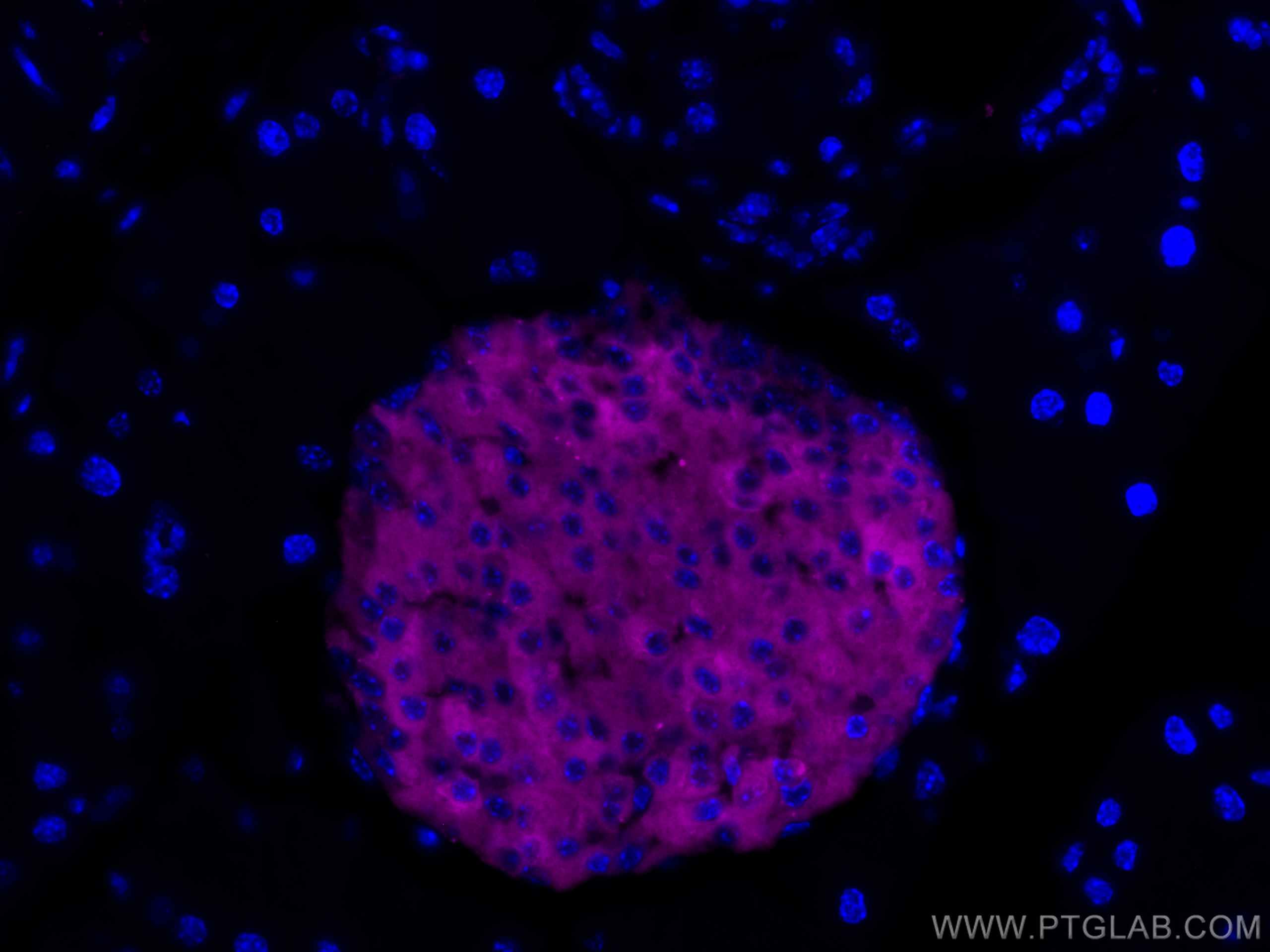 Immunofluorescence (IF) / fluorescent staining of mouse pancreas tissue using CoraLite® Plus 647-conjugated Synaptophysin Polycl (CL647-17785)