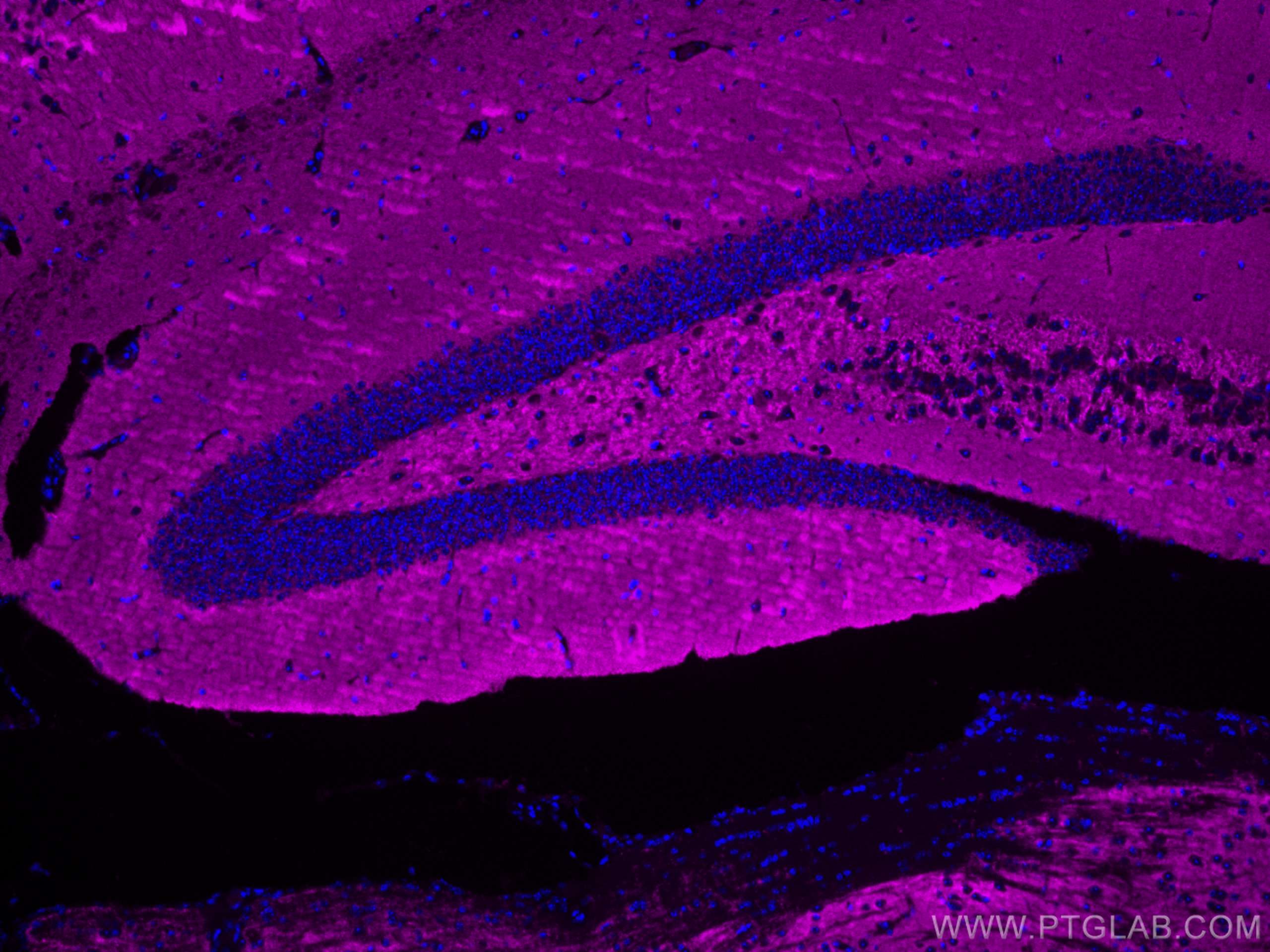 Immunofluorescence (IF) / fluorescent staining of mouse brain tissue using CoraLite® Plus 647-conjugated Synaptophysin Monocl (CL647-67864)