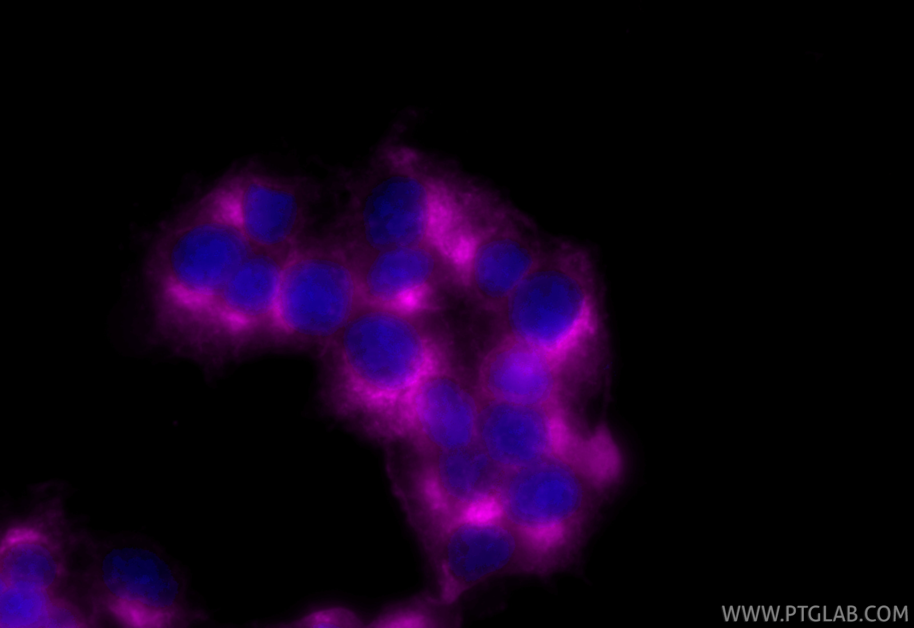 Immunofluorescence (IF) / fluorescent staining of PC-12 cells using CoraLite® Plus 647-conjugated Synaptophysin Monocl (CL647-67864)