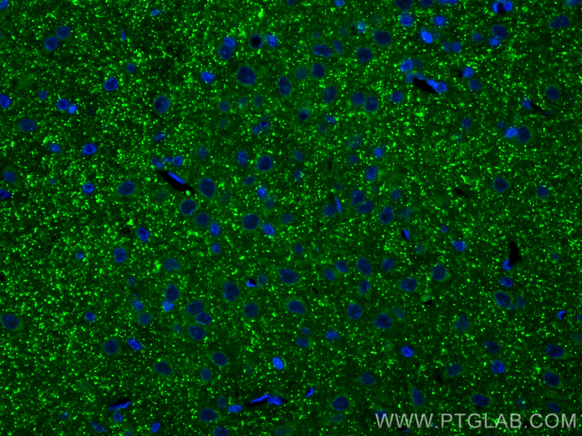 Immunofluorescence (IF) / fluorescent staining of rat brain tissue using CoraLite® Plus 488-conjugated Synaptopodin Polyclo (CL488-21064)