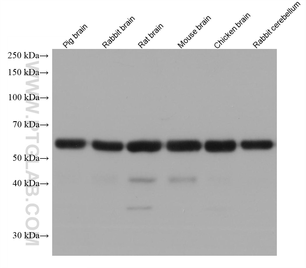 Western Blot (WB) analysis of various lysates using Synaptotagmin-1 Monoclonal antibody (68043-1-Ig)