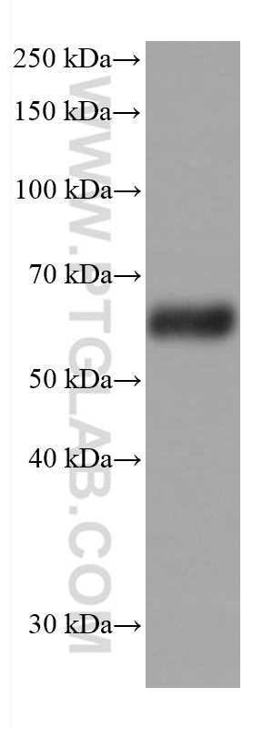 Western Blot (WB) analysis of mouse cerebellum tissue using Synaptotagmin-1 Monoclonal antibody (68043-1-Ig)