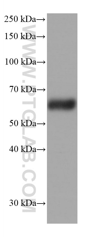 WB analysis of mouse cerebellum using 68043-1-Ig