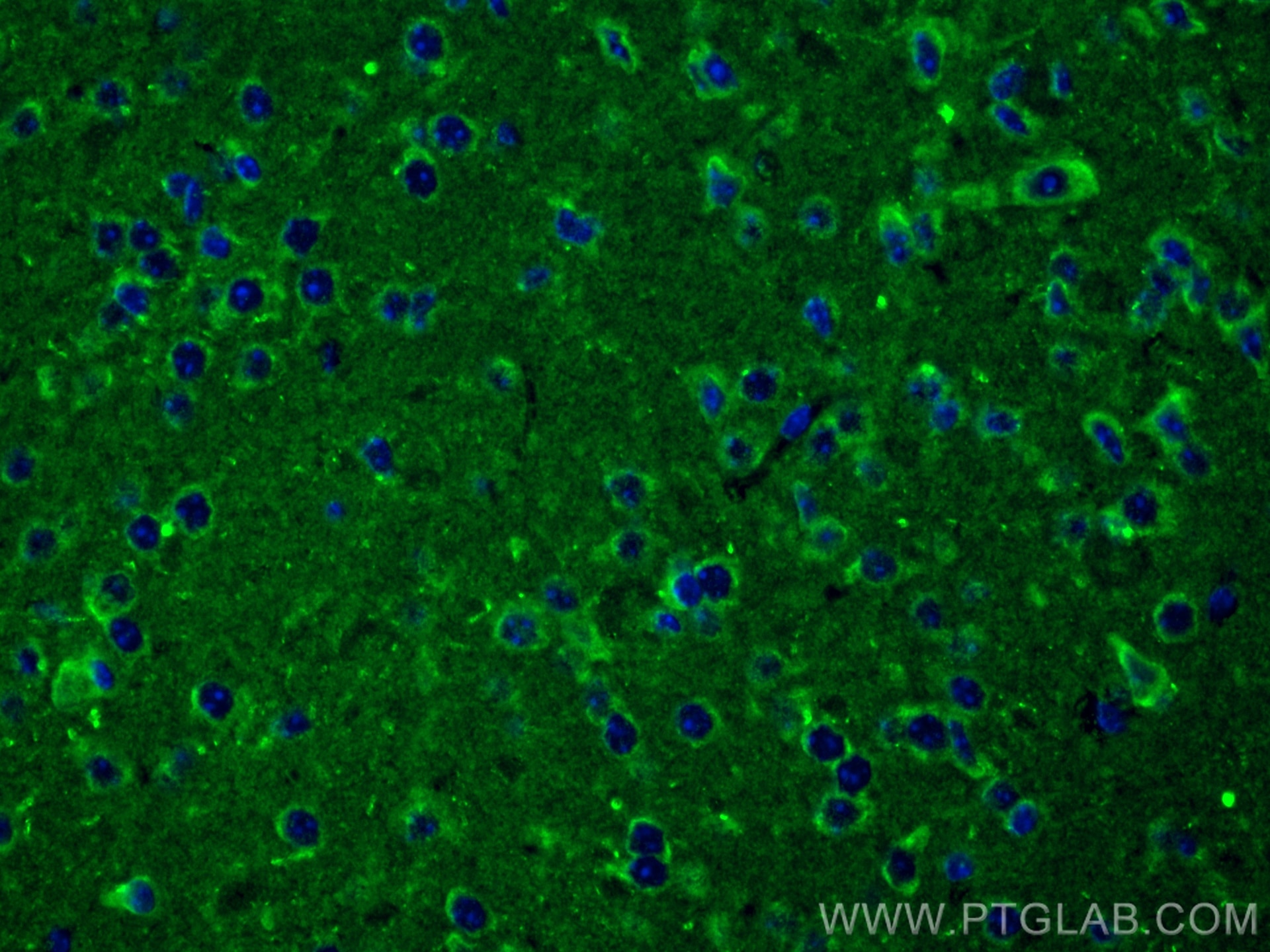 Immunofluorescence (IF) / fluorescent staining of mouse brain tissue using Synaptotagmin-3 Polyclonal antibody (28667-1-AP)