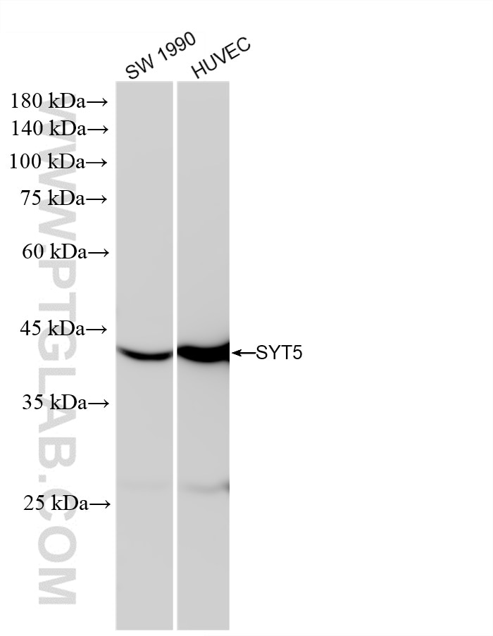 Synaptotagmin-5