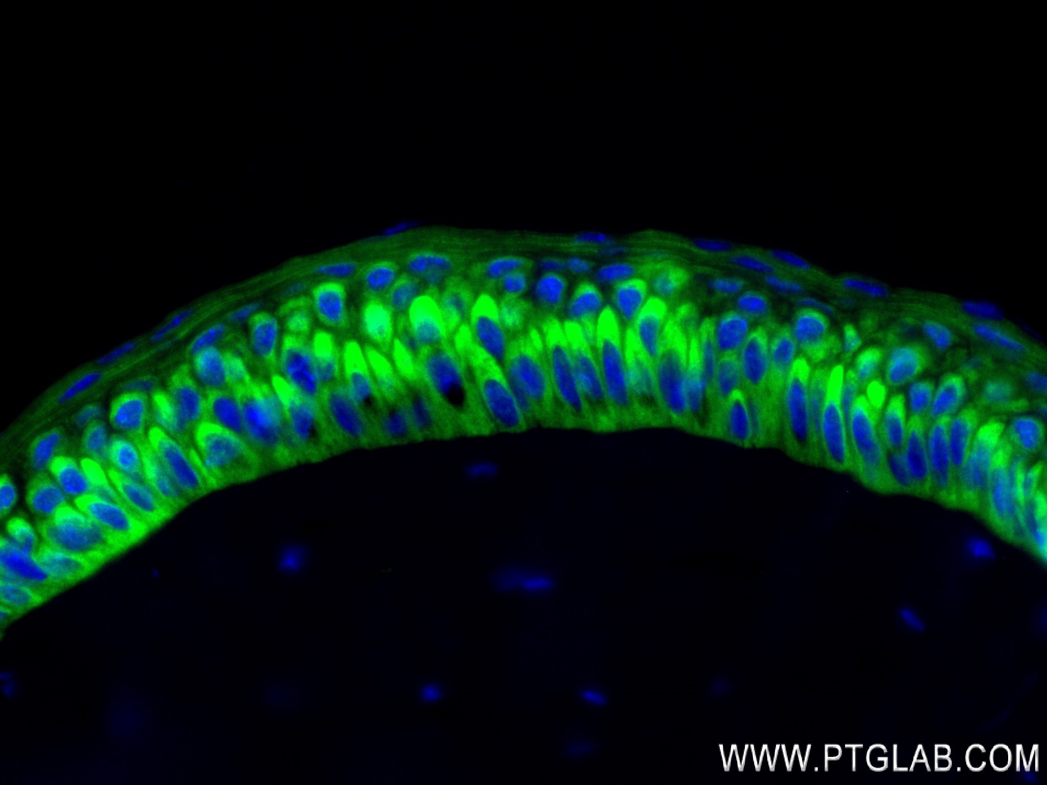 Immunofluorescence (IF) / fluorescent staining of mouse retina tissue using Synaptotagmin-9 Recombinant antibody (84123-3-RR)