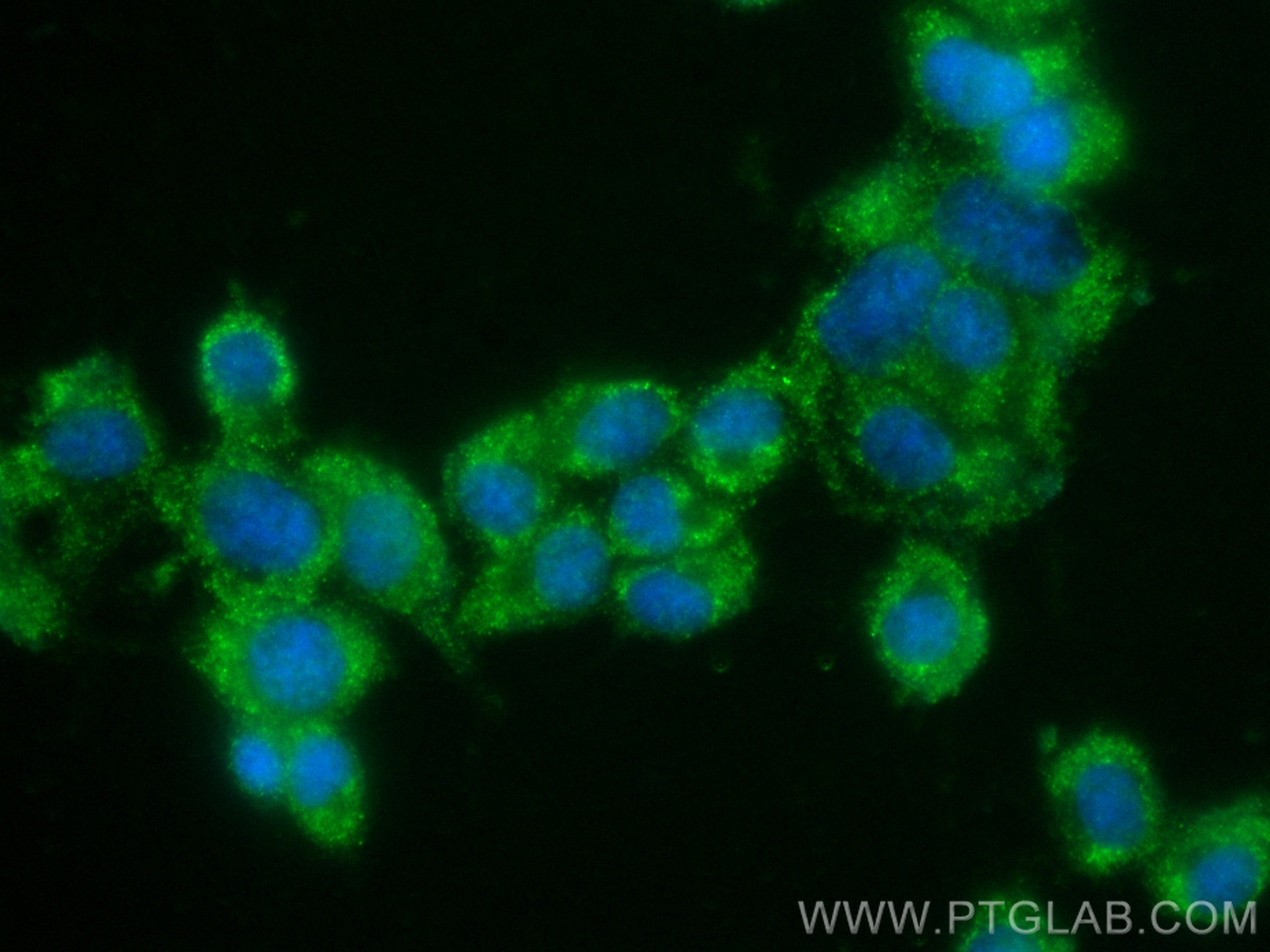 Immunofluorescence (IF) / fluorescent staining of PC-12 cells using CoraLite® Plus 488-conjugated Syndecan-3 Polyclona (CL488-10886)