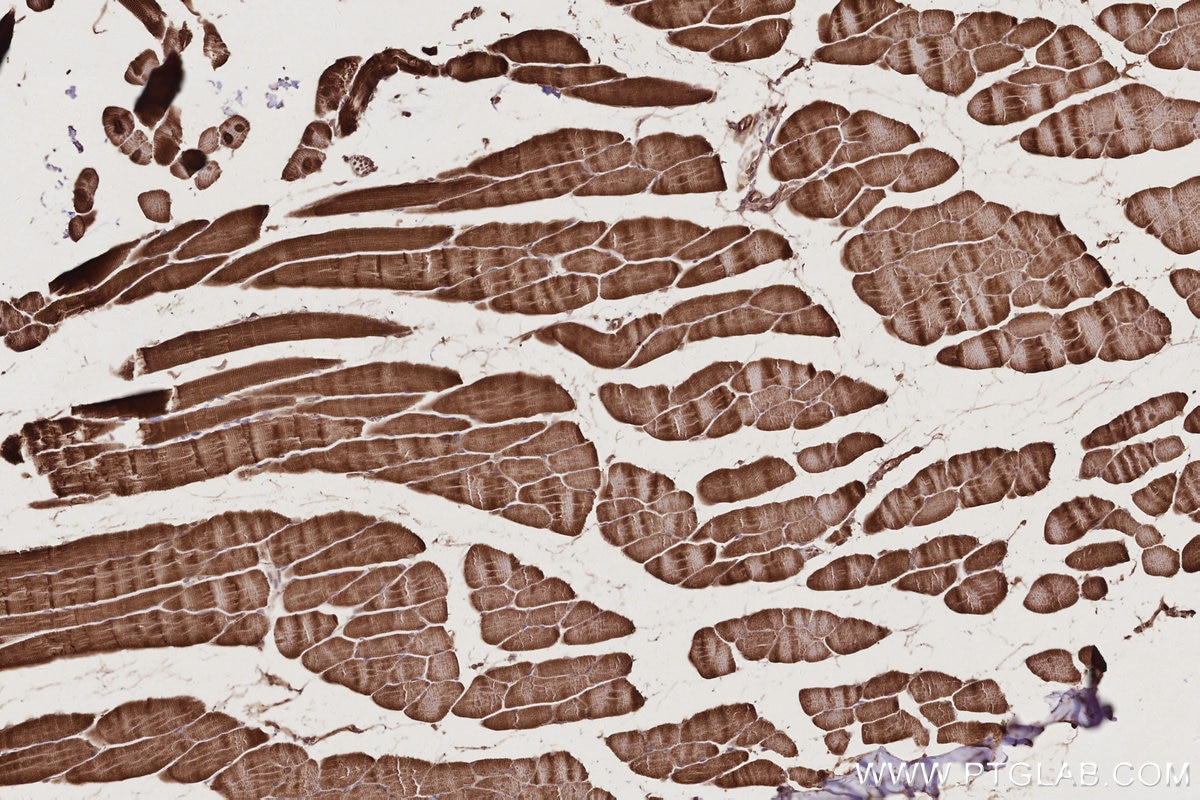 IHC staining of mouse skeletal muscle using 27749-1-AP Immunohistochemistry (IHC) staining of mouse skeletal muscle tissue using Syndetin/CCDC132 Polyclonal antibody (27749-1-AP)