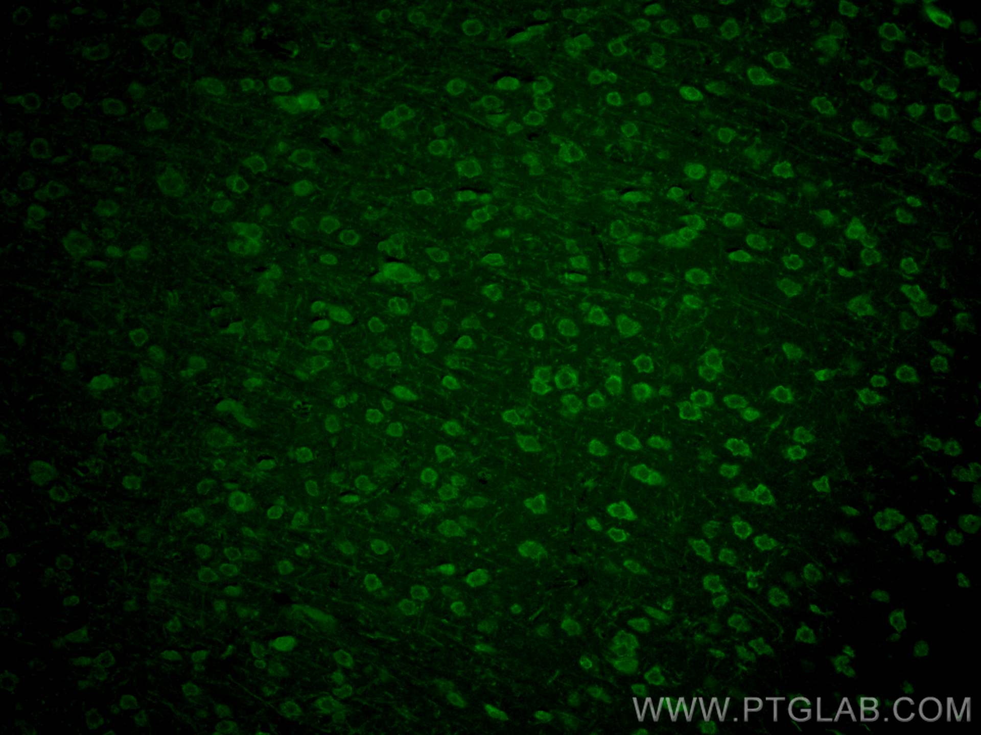 IF Staining of rat brain using CL488-16972