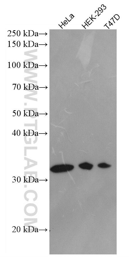 Western Blot (WB) analysis of various lysates using Syntaxin 10 Monoclonal antibody (66821-1-Ig)