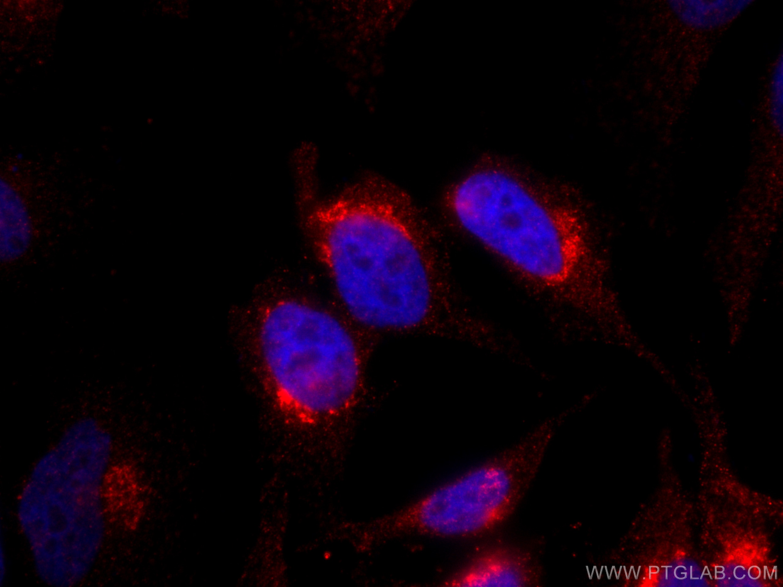 Immunofluorescence (IF) / fluorescent staining of HeLa cells using CoraLite®594-conjugated Syntaxin 10 Monoclonal ant (CL594-66821)