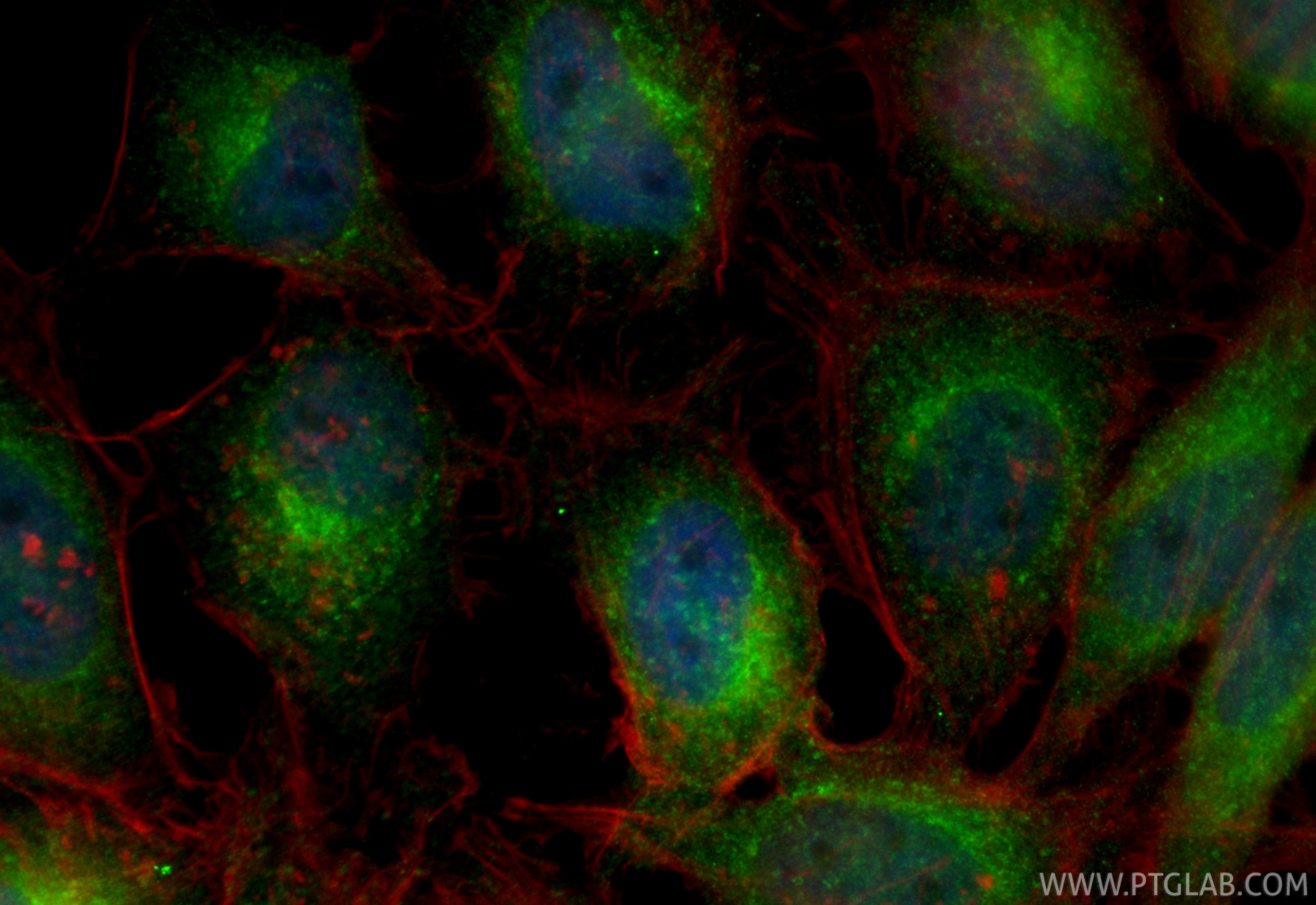 Immunofluorescent analysis of (4% PFA) fixed HeLa cells using CoraLite® Plus 488 Syntaxin 12 antibody (CL488-85069-4, Clone: 242546H2 ) at dilution of 1:200, CL594-phalloidin (red). Immunofluorescence (IF) / fluorescent staining of HeLa cells using CoraLite® Plus 488-conjugated Syntaxin 12 Recombin (CL488-85069-4)