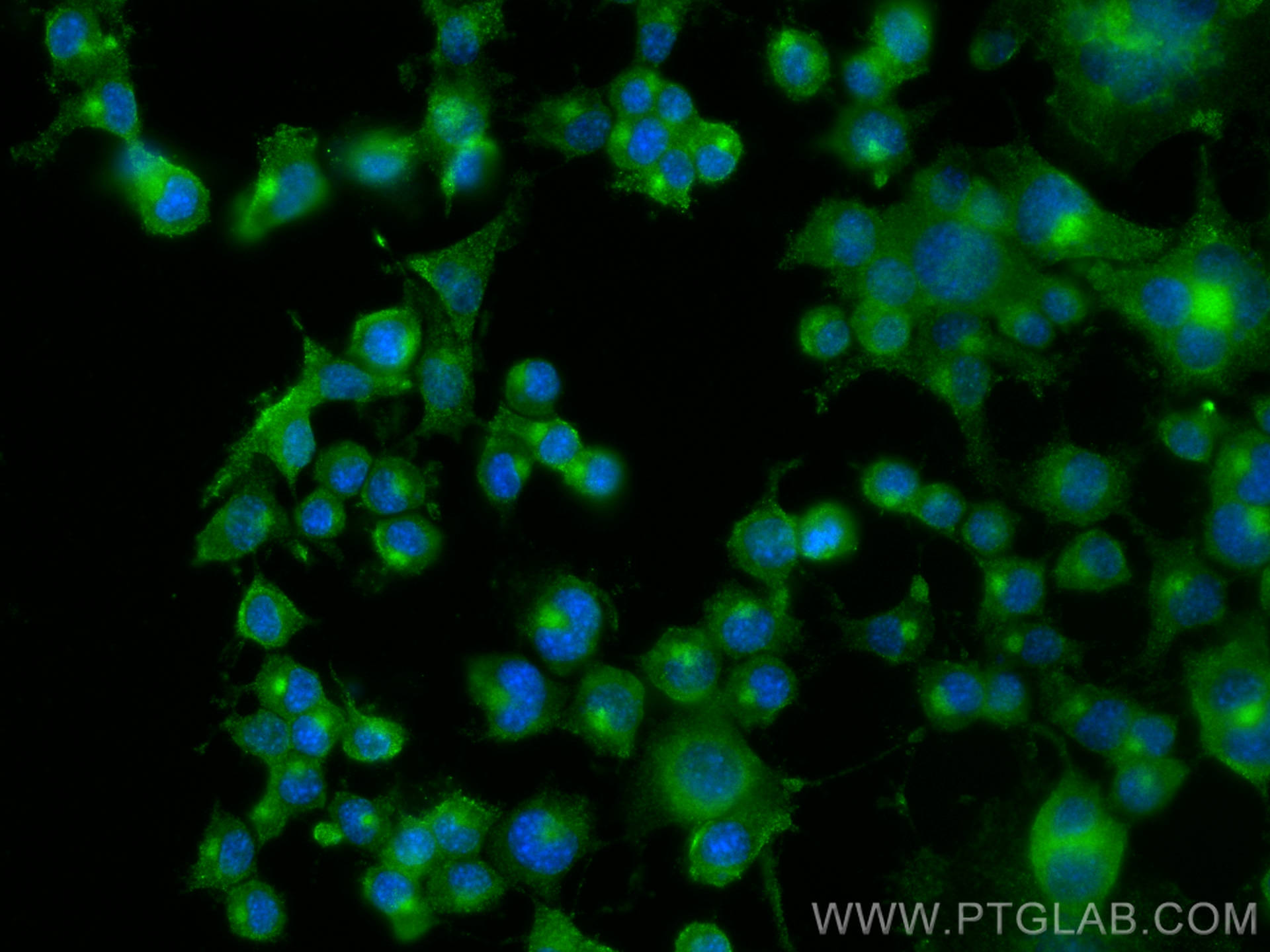 Immunofluorescence (IF) / fluorescent staining of Neuro-2a cells using Syntaxin 16 Monoclonal antibody (66775-1-Ig)