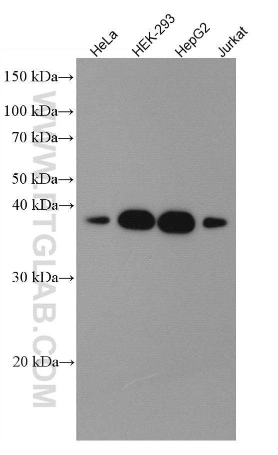 Western Blot (WB) analysis of various lysates using Syntaxin 16 Monoclonal antibody (66775-1-Ig)