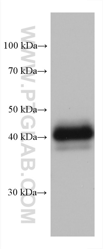Western Blot (WB) analysis of rat brain tissue using Syntaxin 16 Monoclonal antibody (66775-1-Ig)