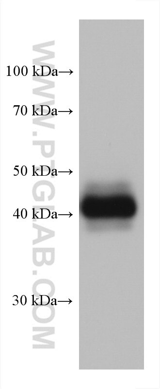 Western Blot (WB) analysis of mouse brain tissue using Syntaxin 16 Monoclonal antibody (66775-1-Ig)