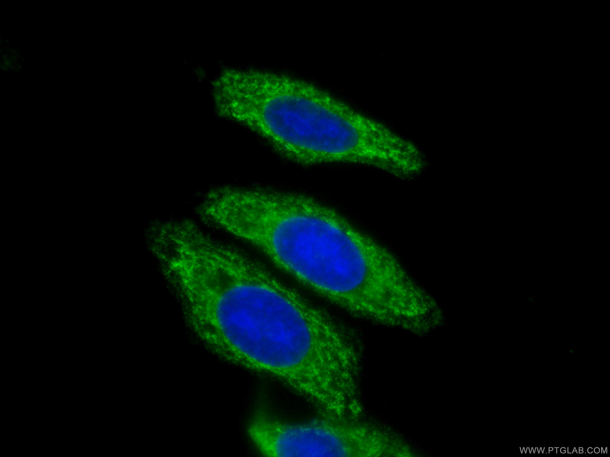 Immunofluorescence (IF) / fluorescent staining of HepG2 cells using CoraLite® Plus 488-conjugated Syntaxin 16 Monoclon (CL488-66775)