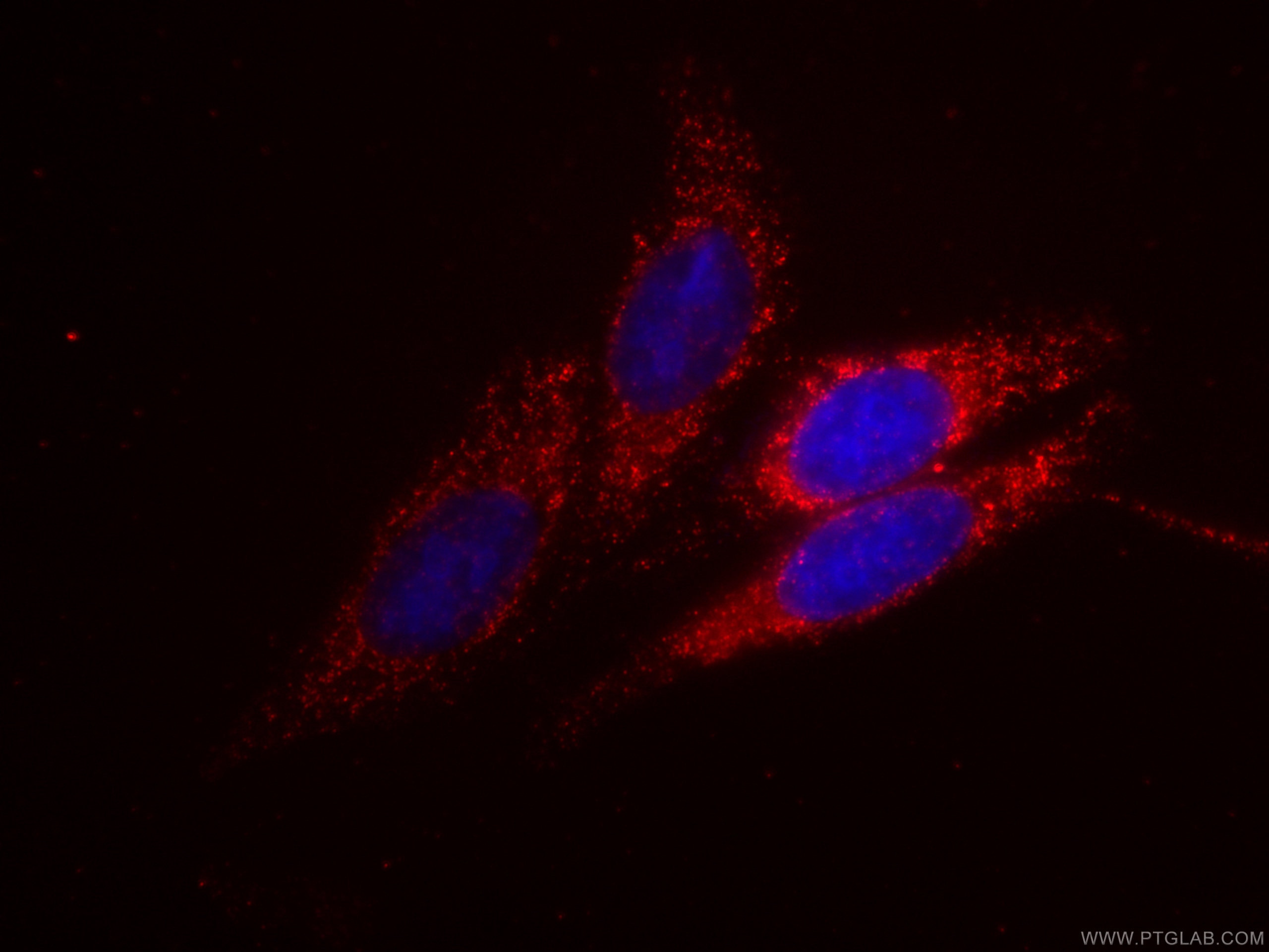 IF Staining of HepG2 using CL594-66775