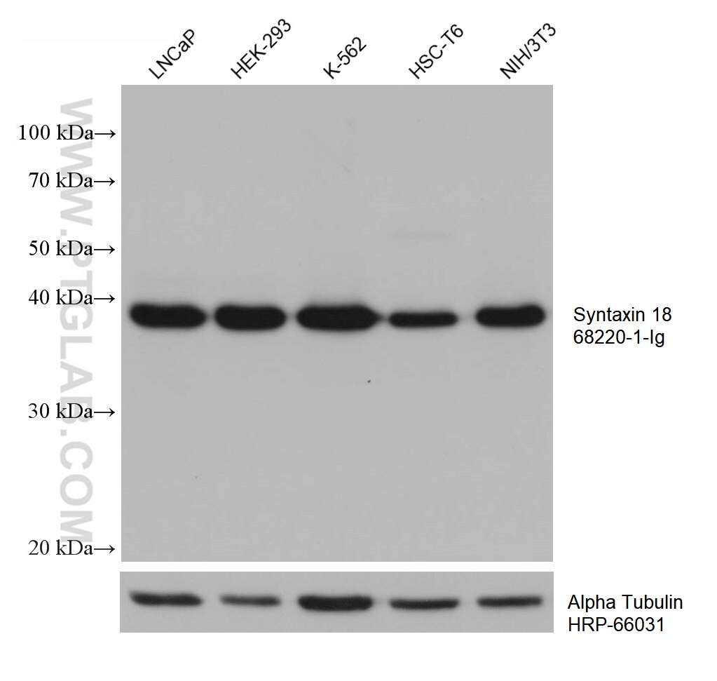 WB analysis using 68220-1-Ig