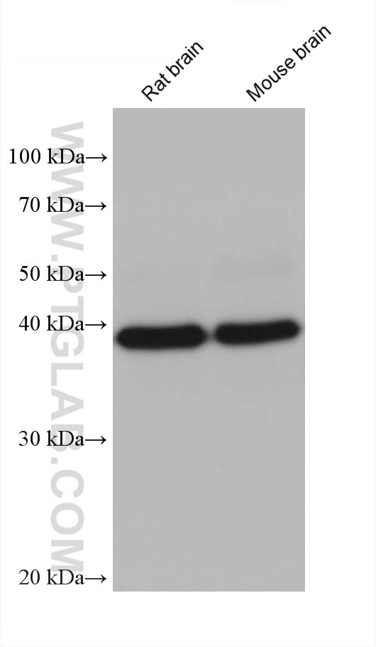 Western Blot (WB) analysis of various lysates using Syntaxin 18 Monoclonal antibody (68220-1-Ig)