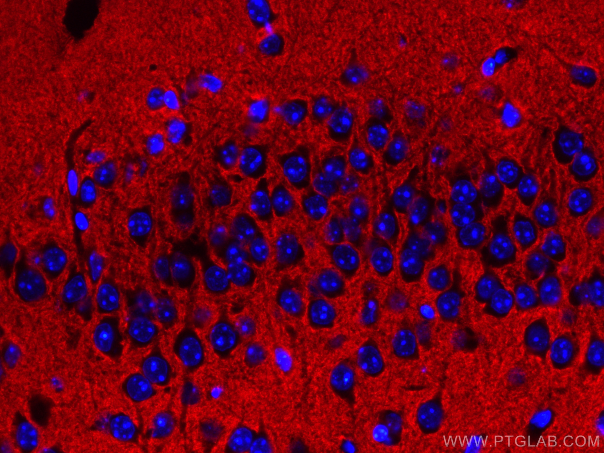 Immunofluorescence (IF) / fluorescent staining of mouse brain tissue using CoraLite®594-conjugated Syntaxin 1A / Syntaxin 1B  (CL594-66437)