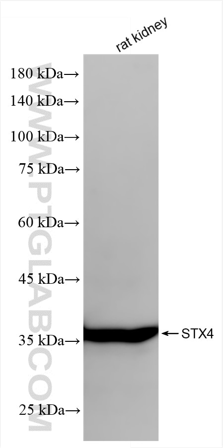 Western Blot (WB) analysis of rat kidney tissue using Syntaxin 4 Recombinant antibody (86181-1-RR)