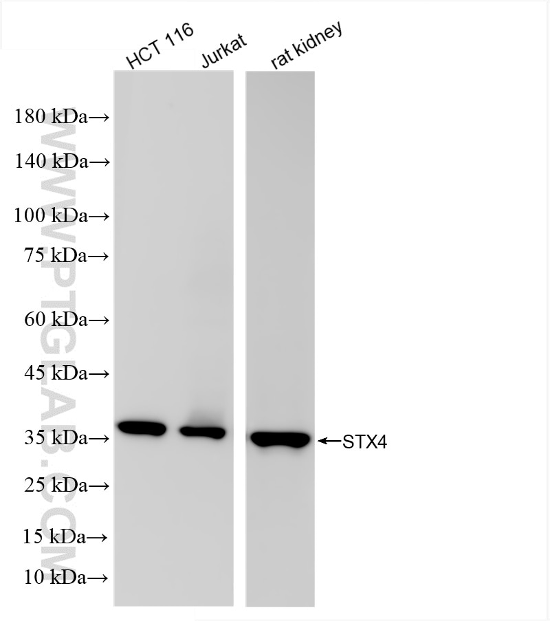 Western Blot (WB) analysis of various lysates using Syntaxin 4 Recombinant antibody (86181-1-RR)
