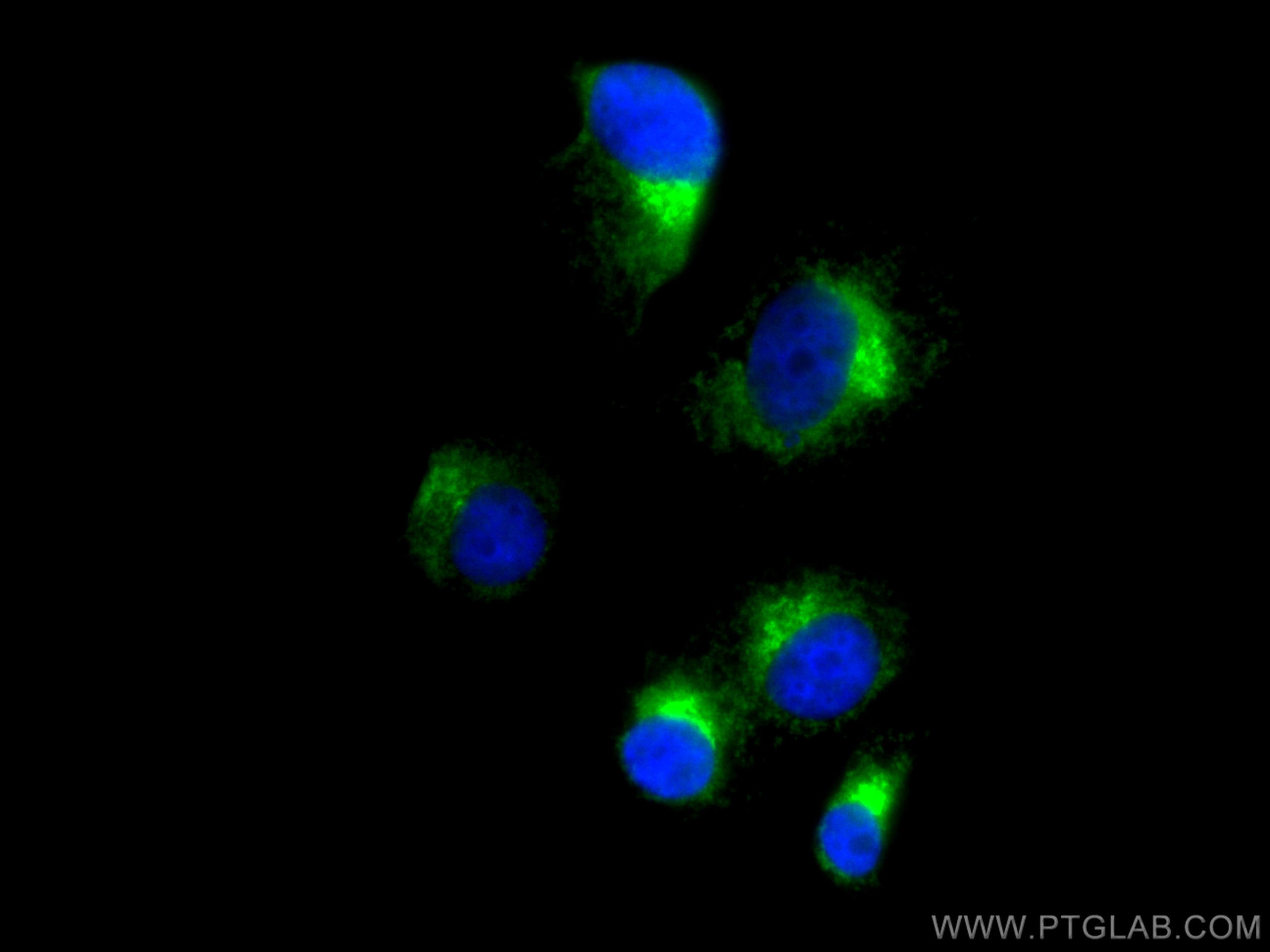 Immunofluorescence (IF) / fluorescent staining of PC-12 cells using CoraLite® Plus 488-conjugated Syntaxin 6 Polyclona (CL488-10841)