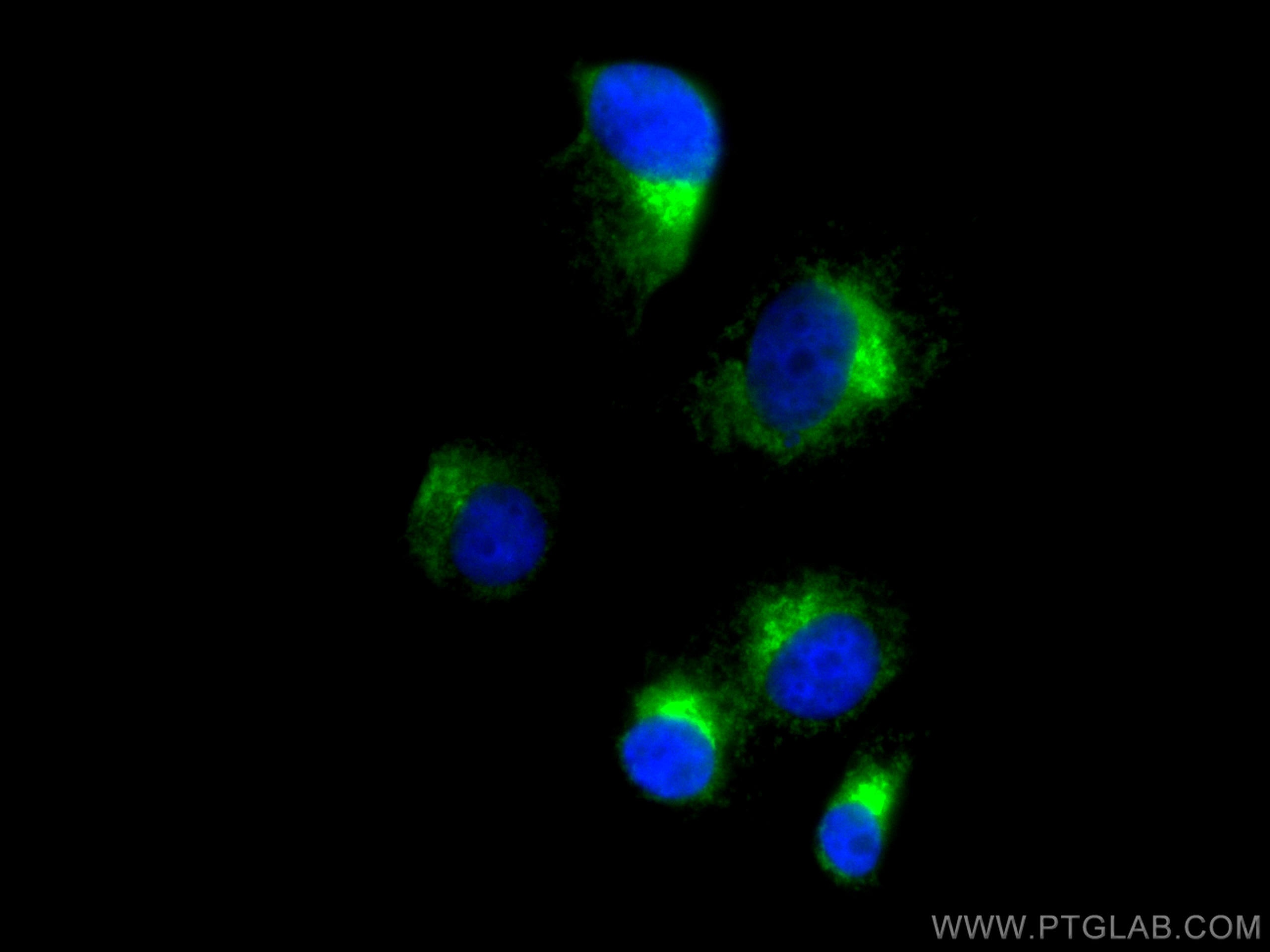 Syntaxin 6