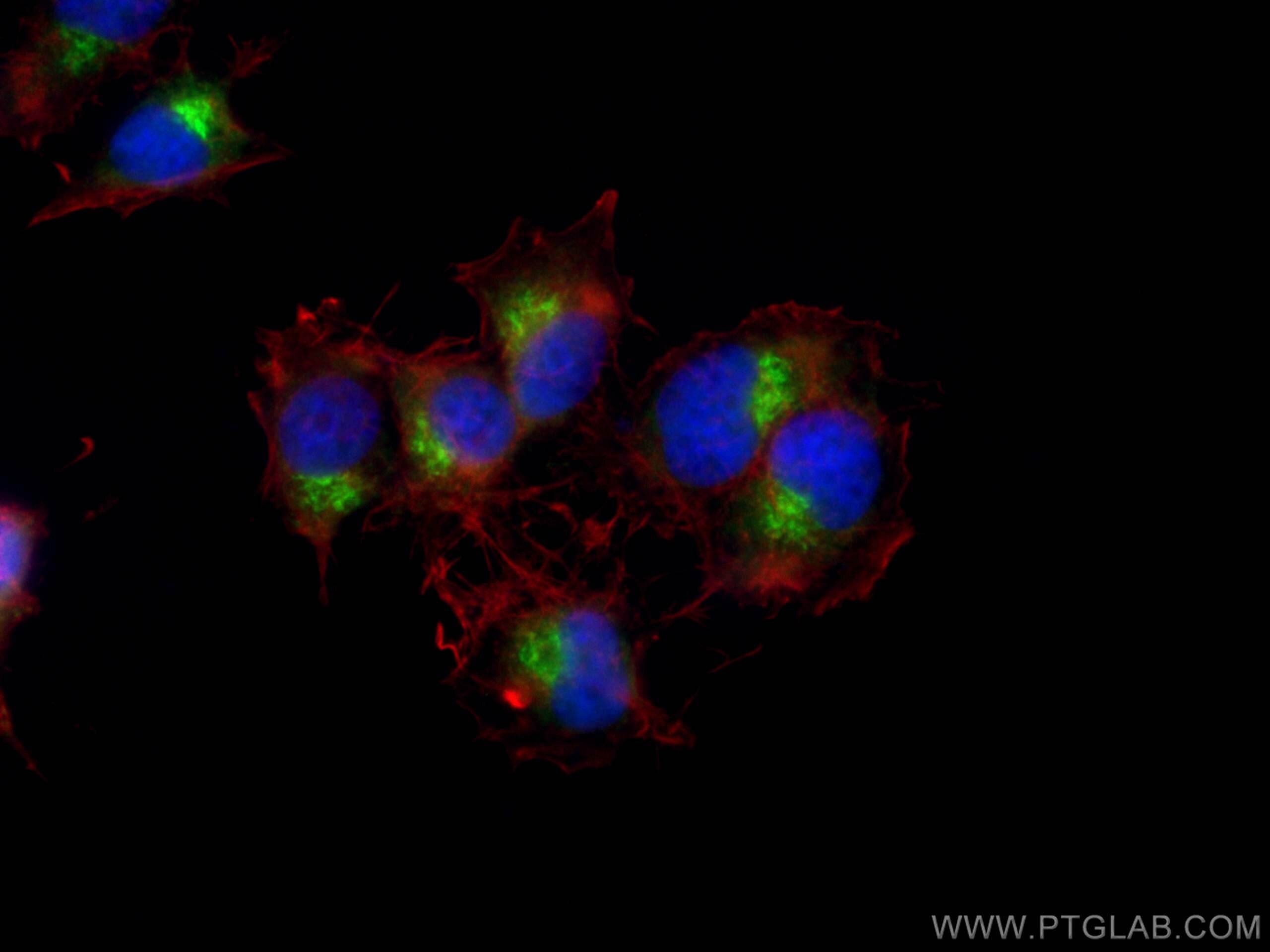 Immunofluorescence (IF) / fluorescent staining of PC-12 cells using CoraLite® Plus 488-conjugated Syntaxin 6 Polyclona (CL488-10841)