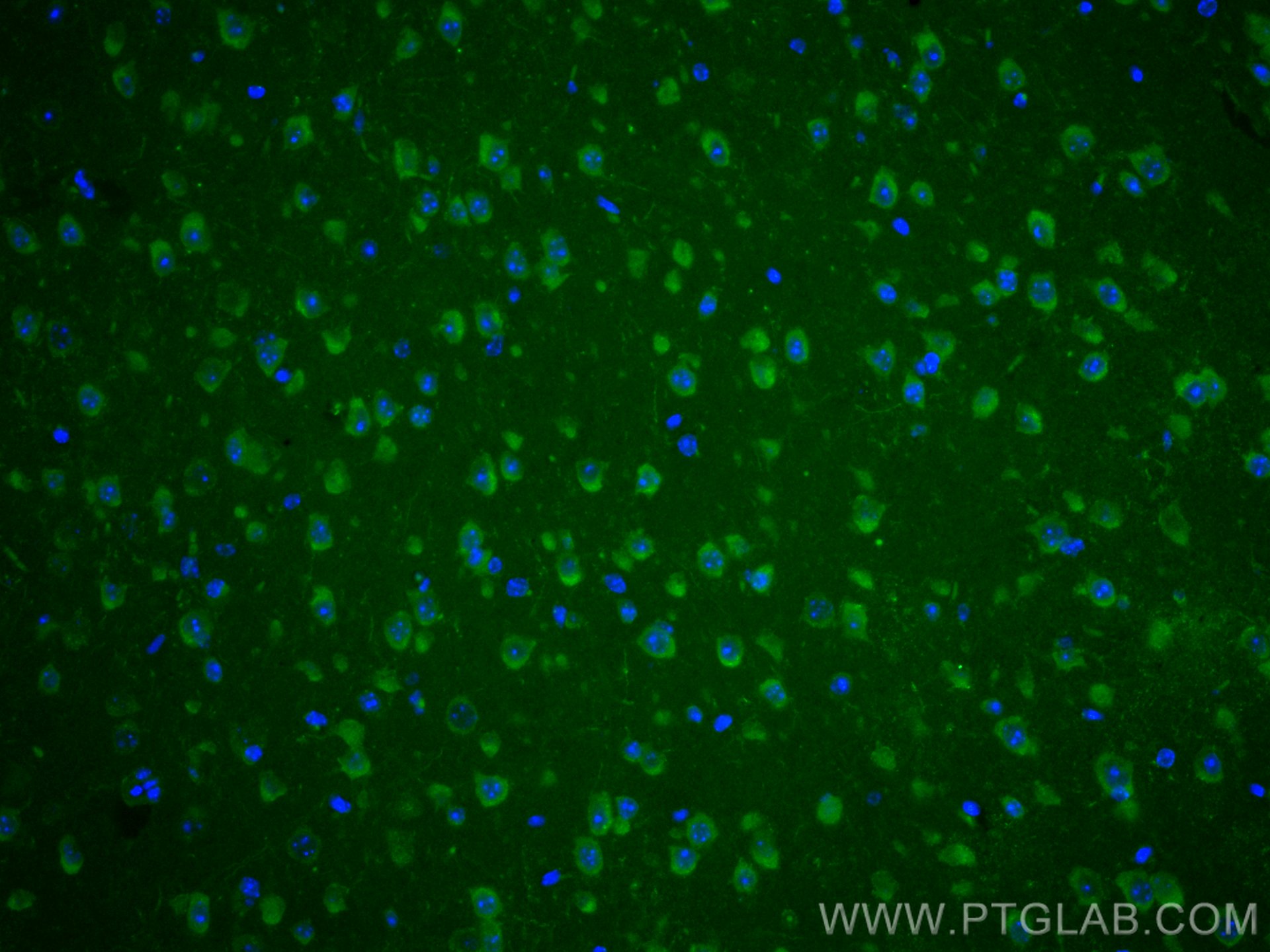 IF Staining of mouse brain using CL488-60059