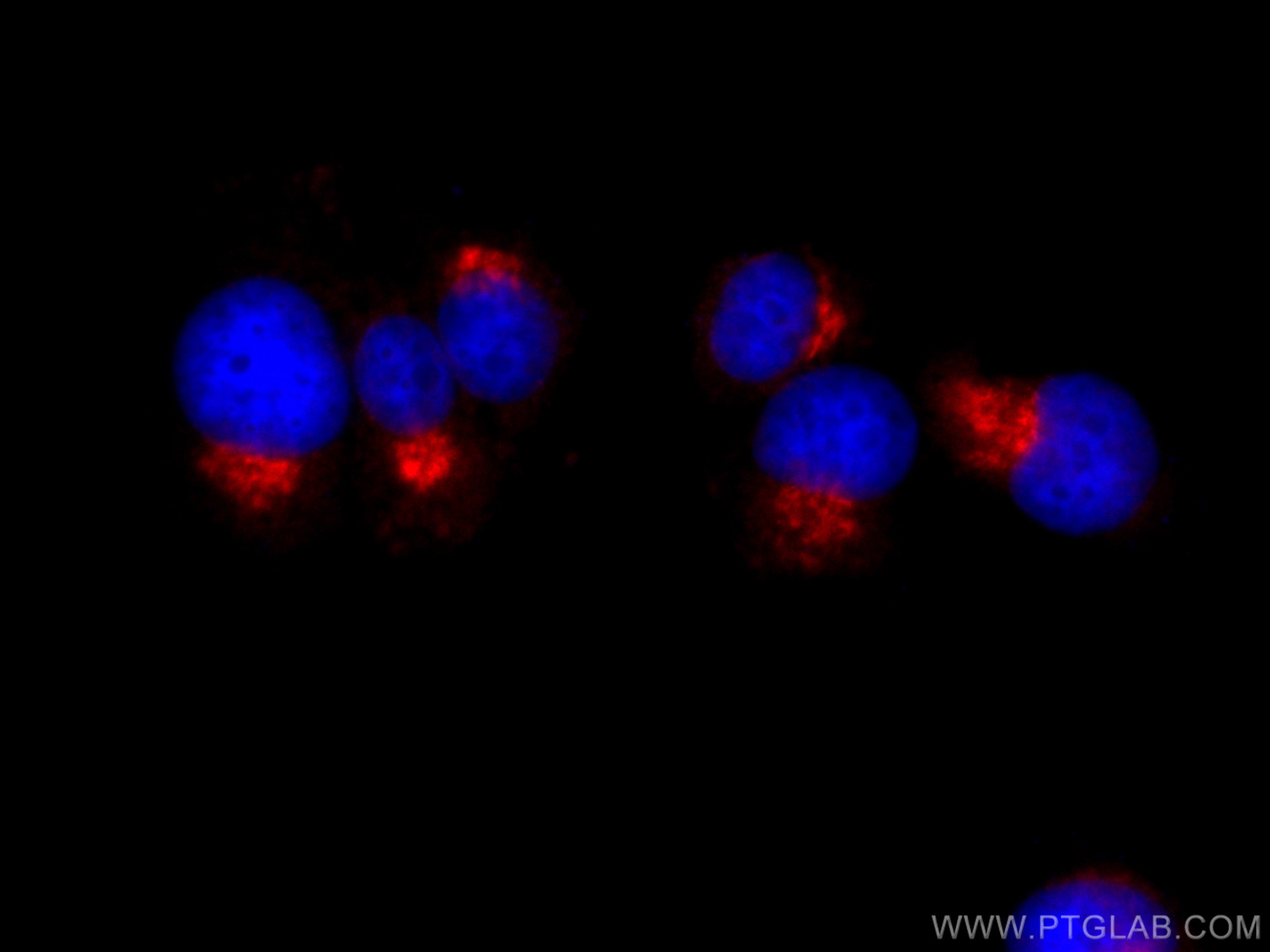 Immunofluorescence (IF) / fluorescent staining of PC-12 cells using CoraLite®594-conjugated Syntaxin 6 Polyclonal anti (CL594-10841)